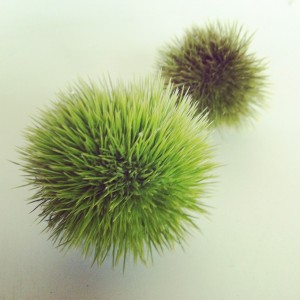 まりもじゃないよ まりもじゃないよ